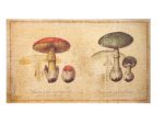 Tableau Collection CHAMPIGNONS : ‘Amanites Caesaria’
