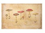 Tableau Collection CHAMPIGNONS : ‘Amanites Muscaria’