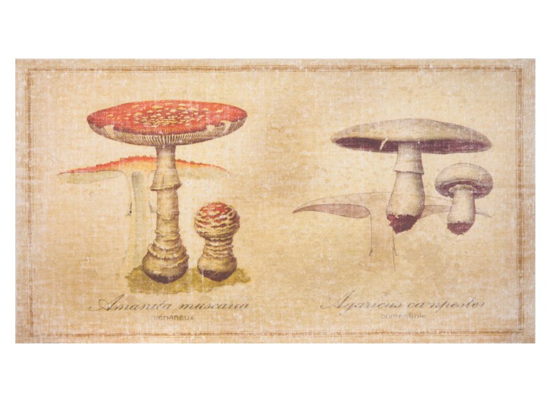 Tableau Collection CHAMPIGNONS : ‘Amanites Phalloïdes’_652c55932c745.jpeg
