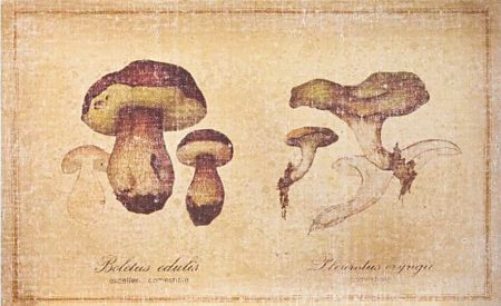 Tableau Collection CHAMPIGNONS : ‘Bolets’ — Long. 50 x Haut. 70 x Prof. 4 cm