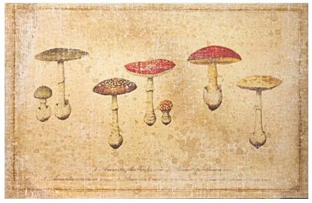 Tableau Collection CHAMPIGNONS : ‘Amanites Muscaria’ — Long. 50 x Haut. 70 x Prof. 4 cm